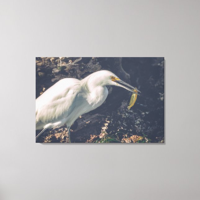 Snowy Egret och dess fångst Canvastryck (Framsida)