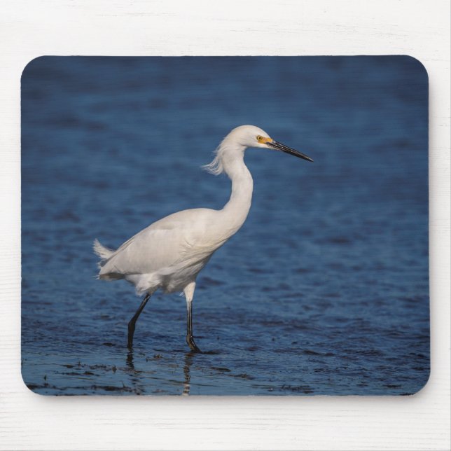 Snowy Egret på North Beach Musmatta (Framsidan)