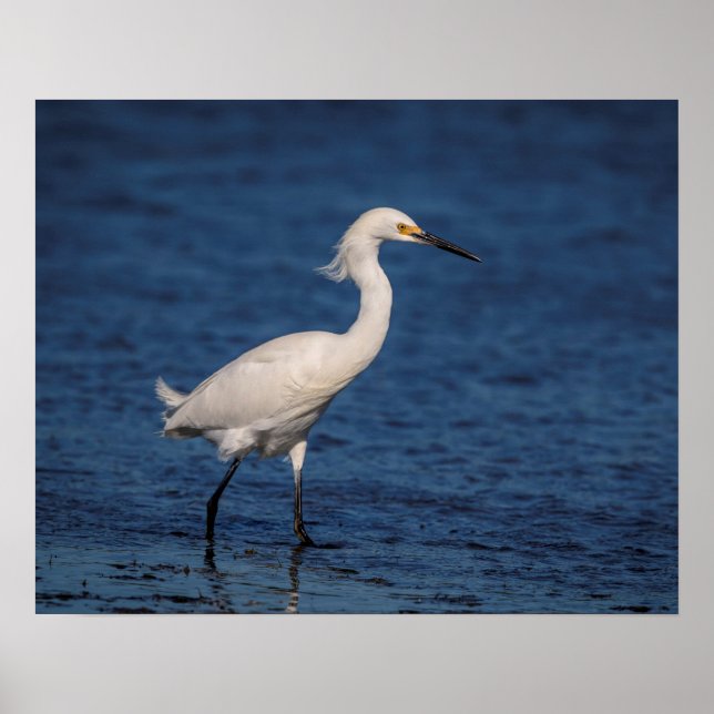 Snowy Egret på North Beach Poster (Framsidan)