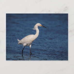 Snowy Egret på North Beach Vykort