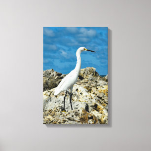 Snowy Egret på Sten Canvastryck