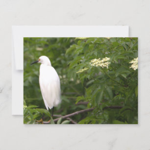 Snowy Egret Photo Postcard Vykort
