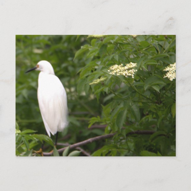 Snowy Egret Photo Postcard Vykort (Framsida)