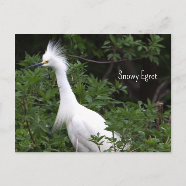 Snowy Egret Photo Postcard Vykort (Framsida)