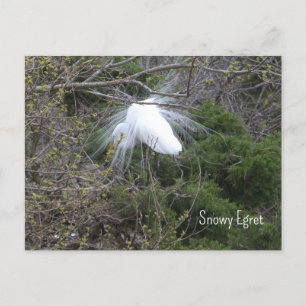 Snowy Egret Photo Postcard Vykort