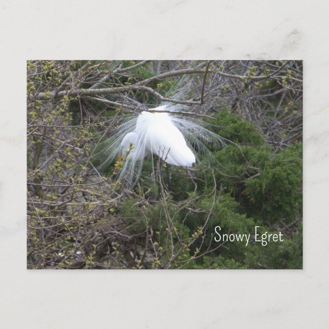 Snowy Egret Photo Postcard Vykort (Framsida)