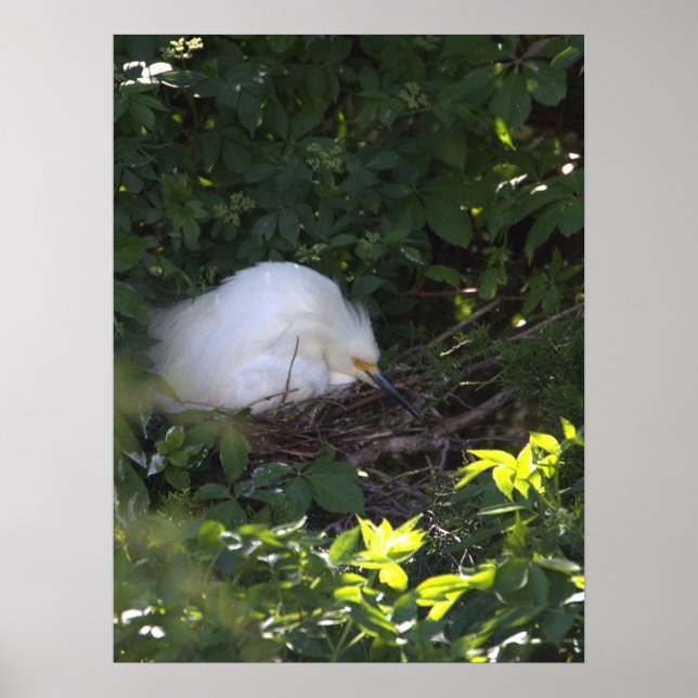 Snowy Egret Photo Poster (Framsidan)