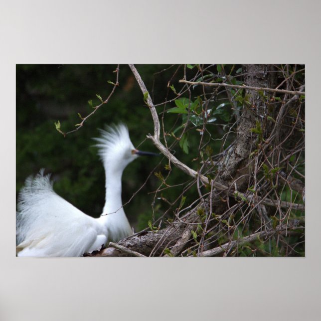 Snowy Egret Photo Poster (Framsidan)