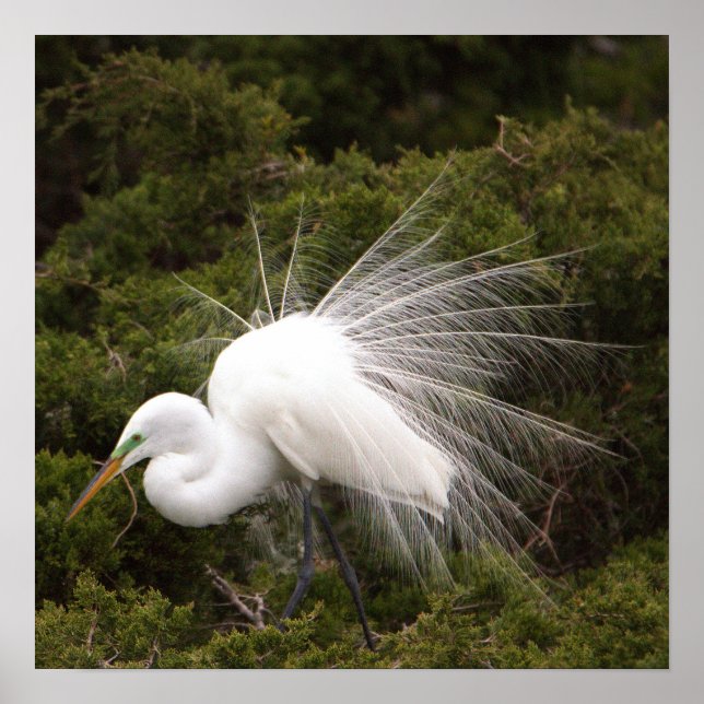 Snowy Egret Photo Poster (Framsidan)