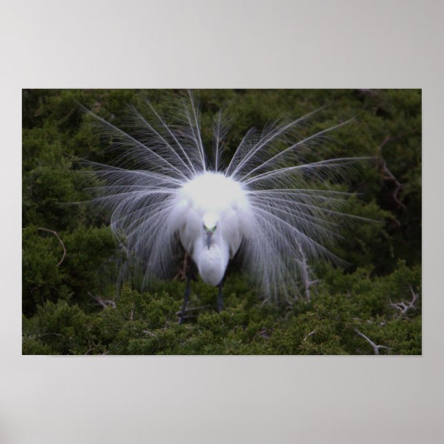 Snowy Egret Photo Poster (Framsidan)