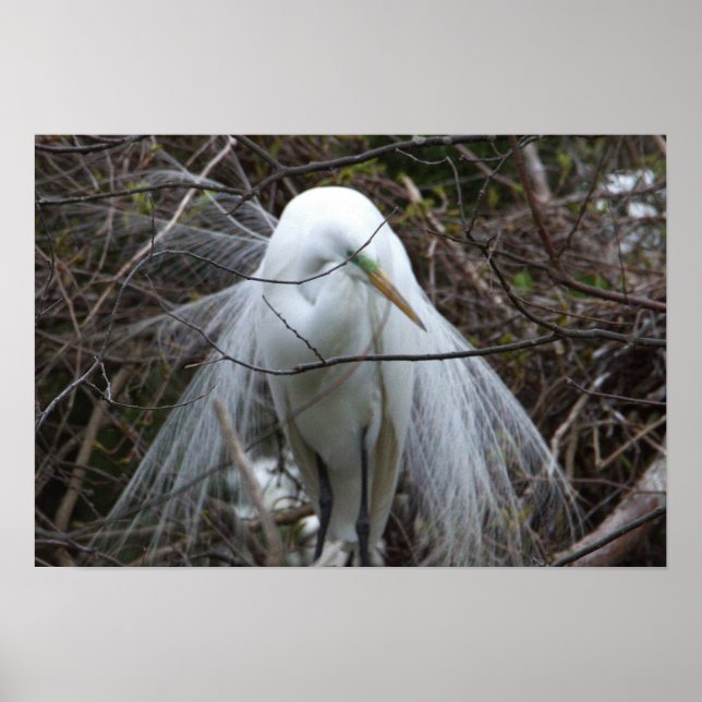 Snowy Egret Poster (Framsidan)