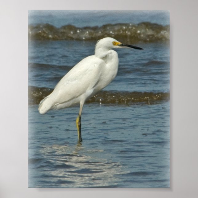 Snowy Egret Poster (Framsidan)