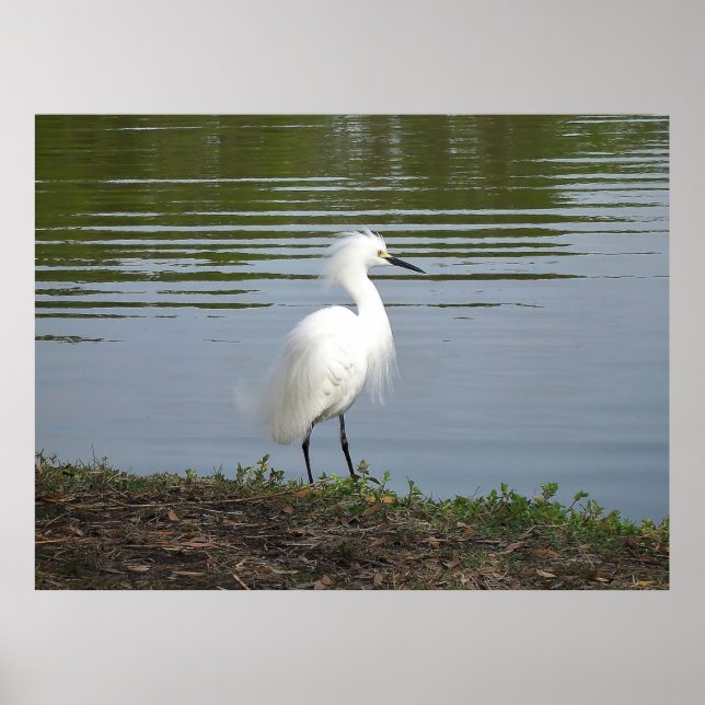 Snowy Egret Poster (Framsidan)