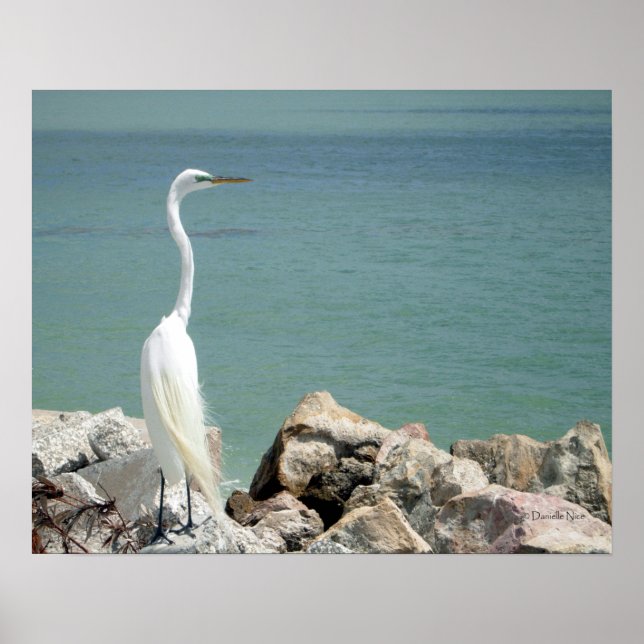 Snowy Egret Poster (Framsidan)