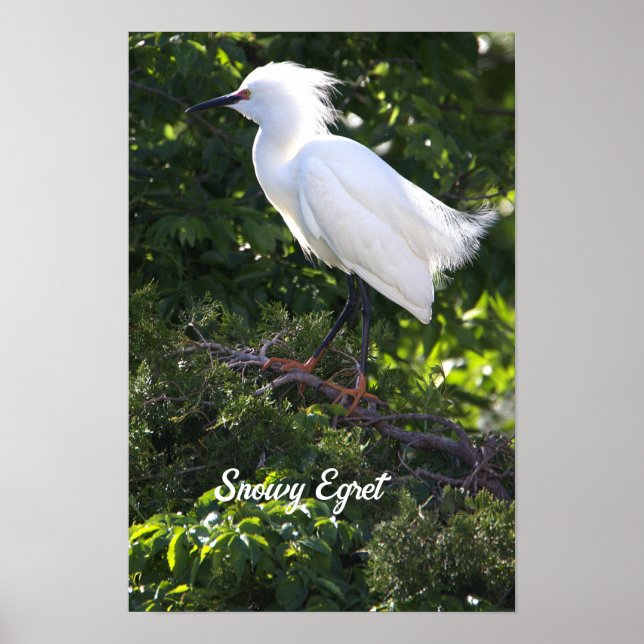 Snowy Egret Poster (Framsidan)