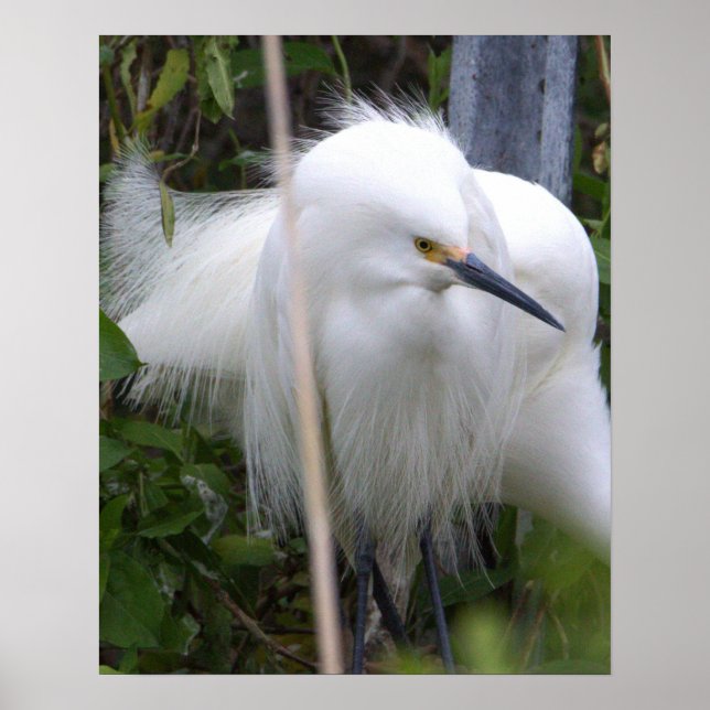 Snowy Egret Poster (Framsidan)