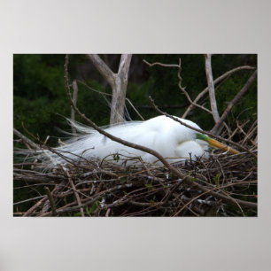Snowy Egret Poster