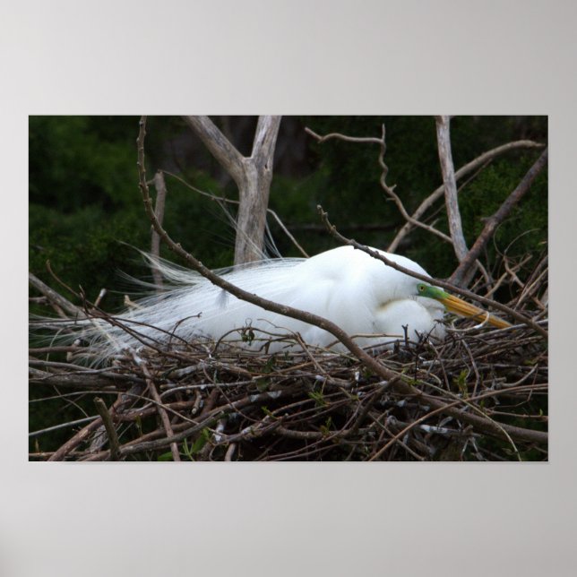 Snowy Egret Poster (Framsidan)