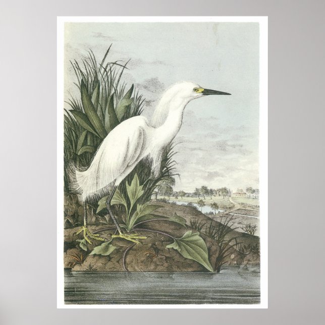 Snowy Egret Poster (Framsidan)