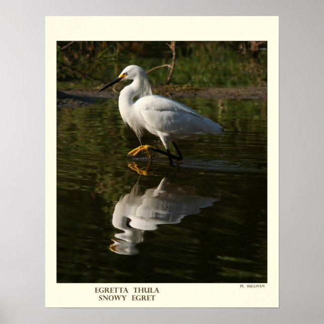 Snowy Egret Print Poster (Framsidan)