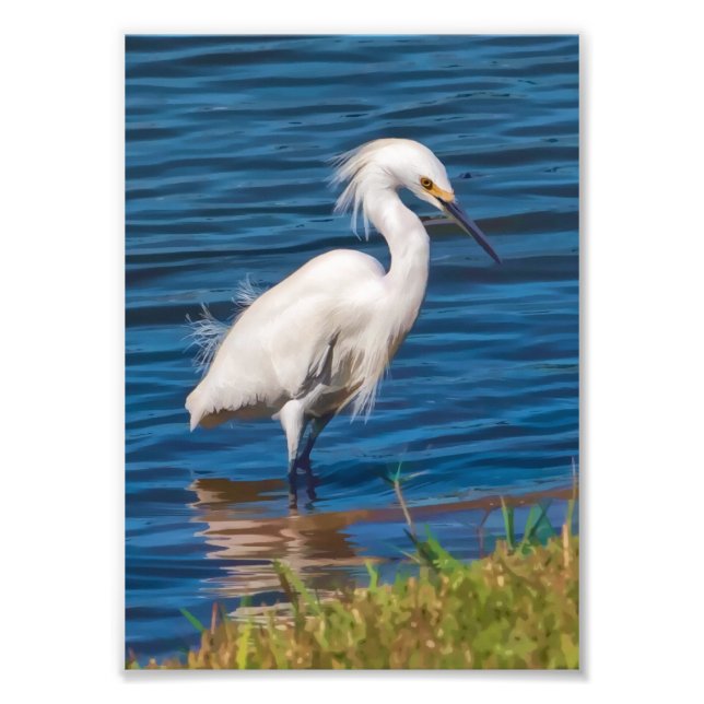 Snowy Egret vid dammen Fototryck (Framsidan)