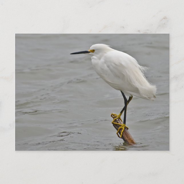 Snowy Egret-Vinden mot ett Kall Vykort (Framsida)