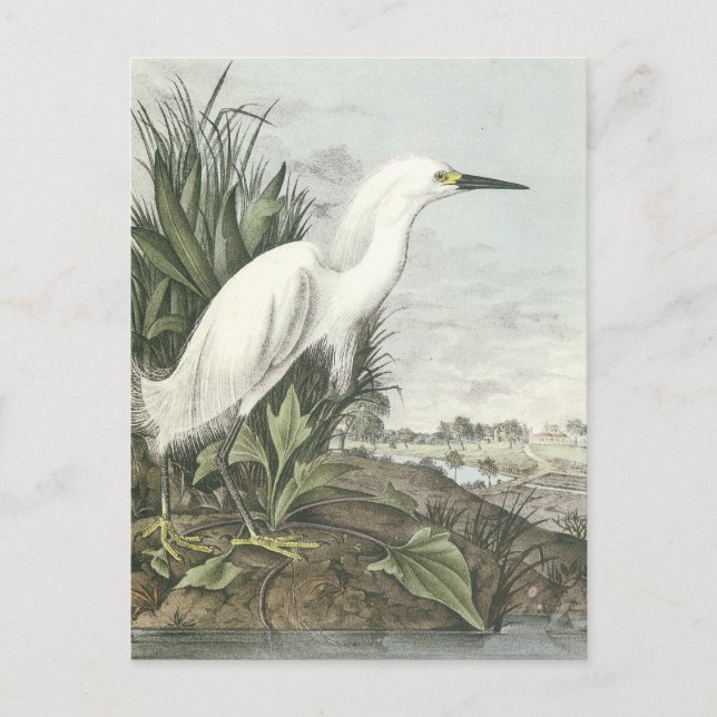Snowy Egret Vykort (Framsida)