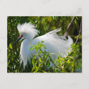 Snowy Egret Vykort
