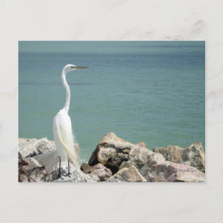 Snowy Egret-vykort Vykort
