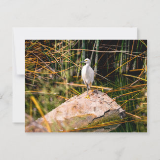 Snowy Egret-vykort Vykort