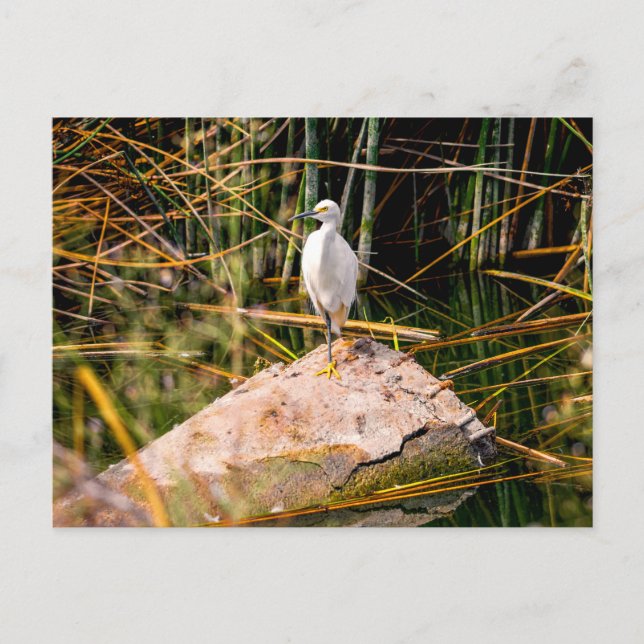 Snowy Egret-vykort Vykort (Framsida)