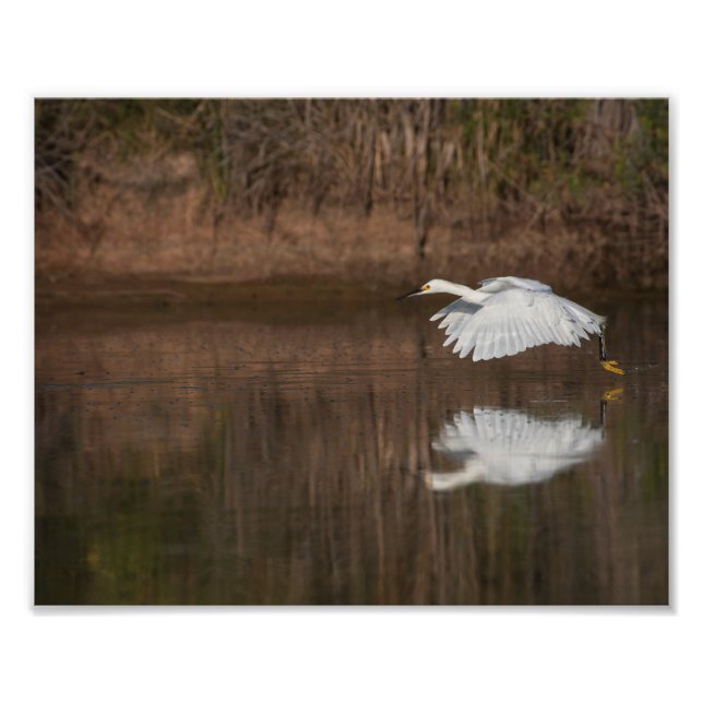 Snowy Egrets flygning Fototryck (Framsidan)