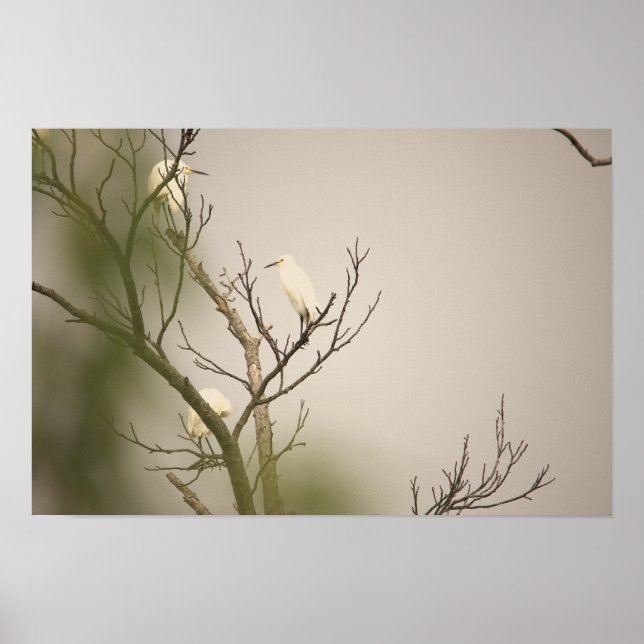 Snowy Egrets on Tree Poster (Framsidan)