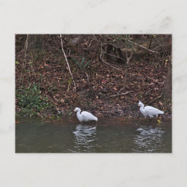 Snowy Egrets par på Hunt Vykort
