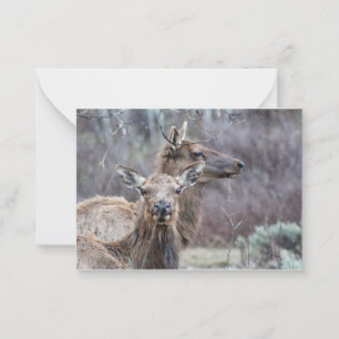 Snowy Elk Anteckningskort