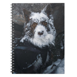 Snowy Face Red Border Collie in Winter Jacket Anteckningsbok