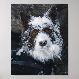 Snowy Face Red Border Collie in Winter Jacket Poster