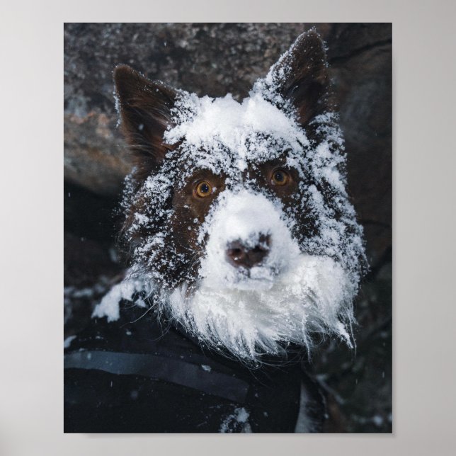 Snowy Face Red Border Collie in Winter Jacket Poster (Framsidan)