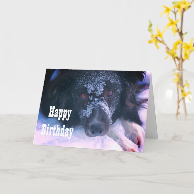Snowy Faced Gräns Collie Cute Birthday Card Kort (Gul blomma)