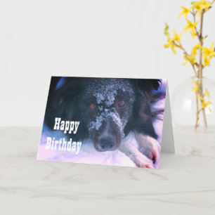 Snowy Faced Gräns Collie Cute Birthday Card Kort