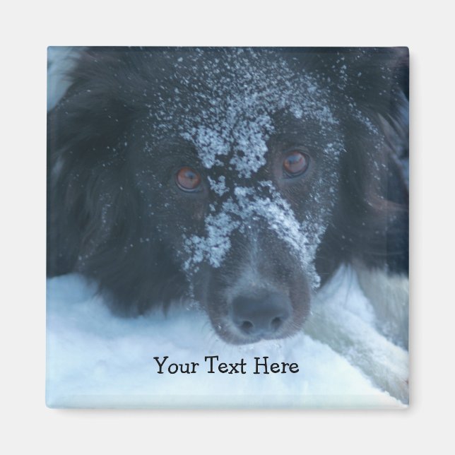 Snowy Faced Gräns Collie Cute Hund Magnet (Framsidan)