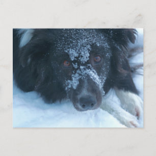 Snowy Faced Gräns Collie Cute Hund Vykort