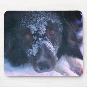 Snowy Faced Gräns Collie Hund Cute Musmatta