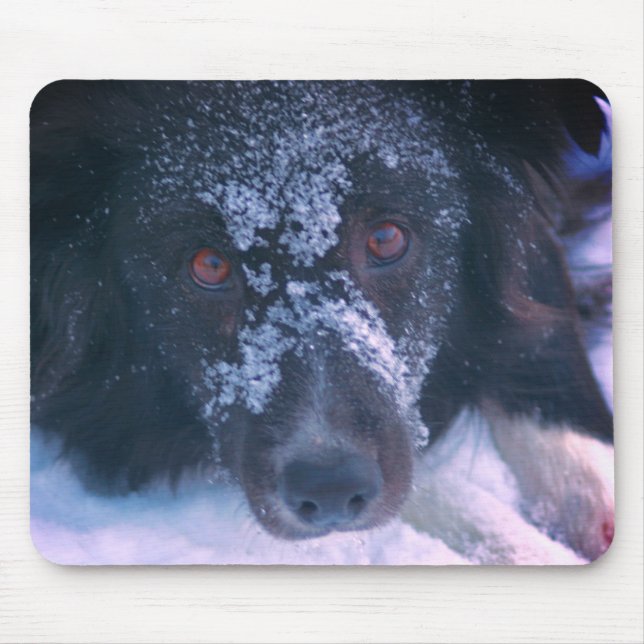 Snowy Faced Gräns Collie Hund Cute Musmatta (Framsidan)