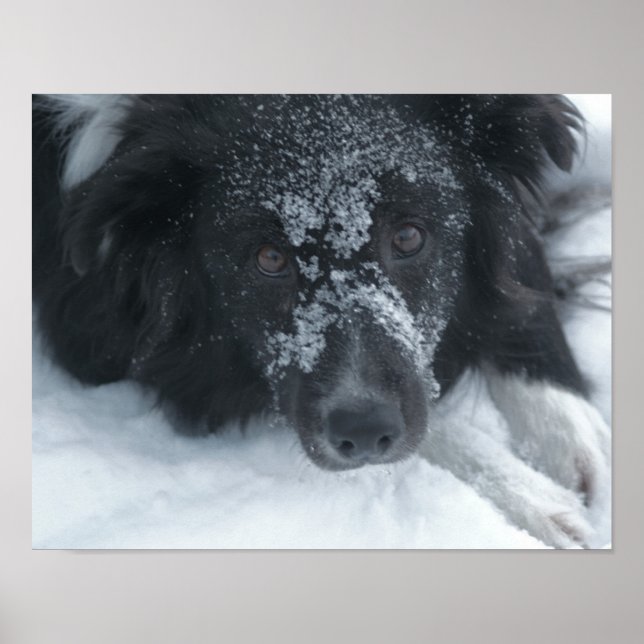 Snowy Faced Gräns Collie Hund Poster (Framsidan)