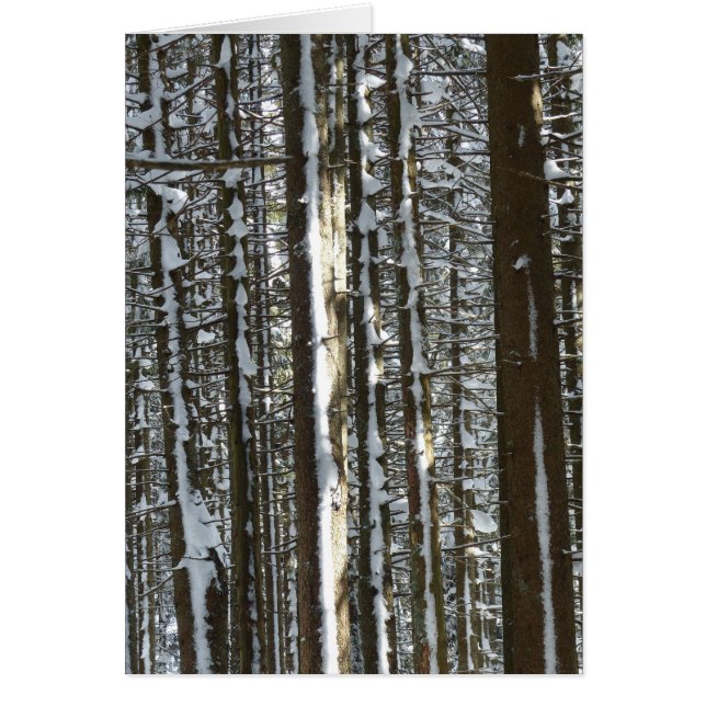Snowy Fir Träd Hälsningskort (Framsidan)