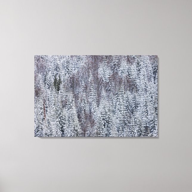 Snowy Forest, nationalparken Rainier Canvastryck (Framsida)
