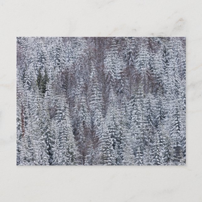 Snowy Forest, nationalparken Rainier Vykort (Framsida)