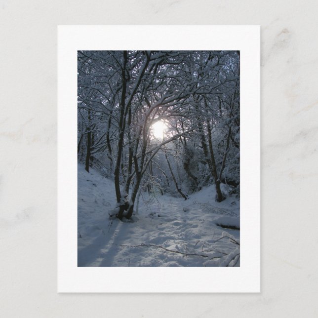 Snowy Forest Trail Vykort (Framsida)