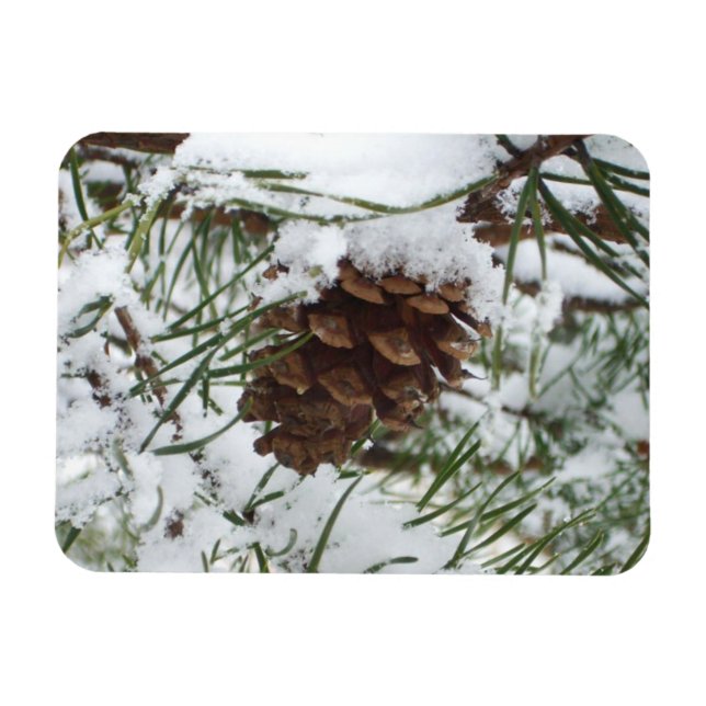 Snowy Gräs Cone I Winter Nature Photogratography Magnet (Horisontell)
